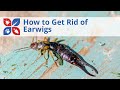 How to Get Rid of Earwigs | DoMyOwn.com