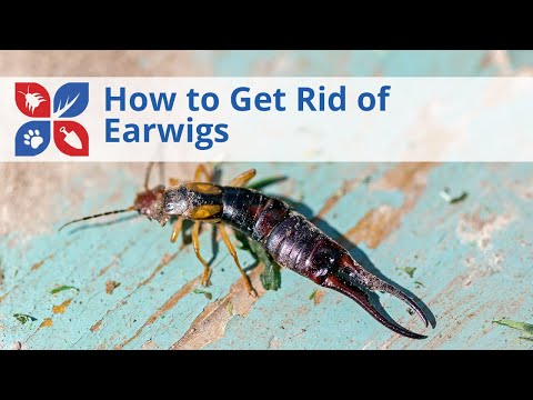  How to Get Rid of Earwigs Video 