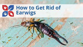 How to Get Rid of Earwigs | DoMyOwn.com