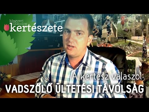 A kertész válaszol: Vadszőlő ültetési távolság - A vadszőlő milyen gyorsan nő?