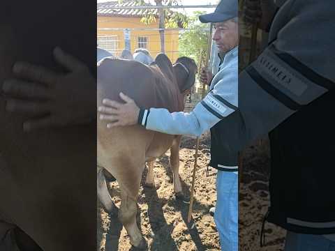 Bezerro manso na feira do gado em Cipó ba #pecuarista #roça
