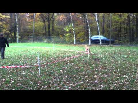 1. Mal Longieren am 9.11.12 - Autodidakten am Werk ;-)