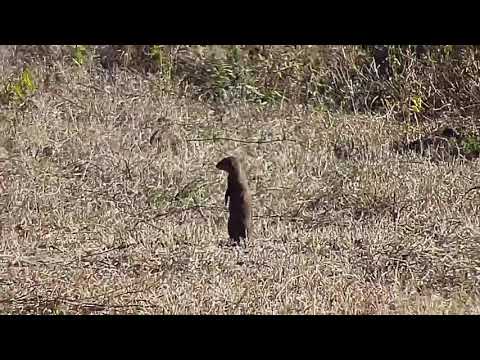 Djuma: Water Monitor Lizard, Impalas and Dwarf Mongoose - 09:49 - 06/23/21