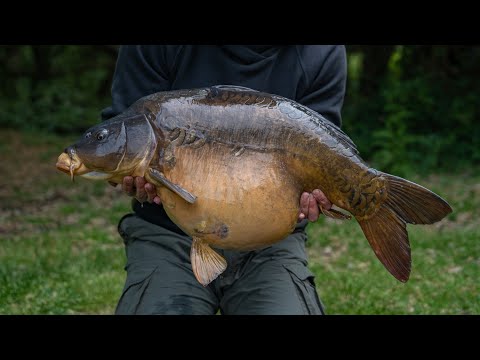 Karpiowa zasiadka w tarło karpi