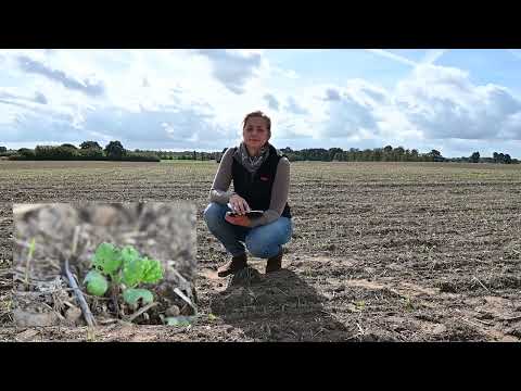 Live vom Acker – Tipps und Tricks aus den Regionen: Rapsinsektizide Herbst (Mecklenburg-Vorpommern)