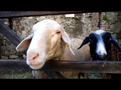 MOSTRA DELLA RAZZA OVINA (PECORA) SAMBUCANA A VINADIO (CN) DOM. 27 - 10 - 2019