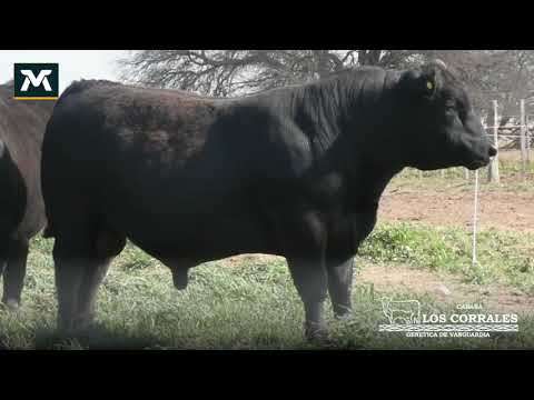 Lote 9 • RP 17 • Toro PC • Angus Negro • Padre: EURO • PN 35 kg • CE 42 cm • EDAD DL