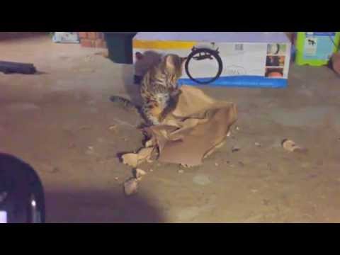 Rascal and the bag...