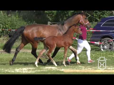 ODRZ144 Hengstfohlen von Oriando - Corrado I - Leonid