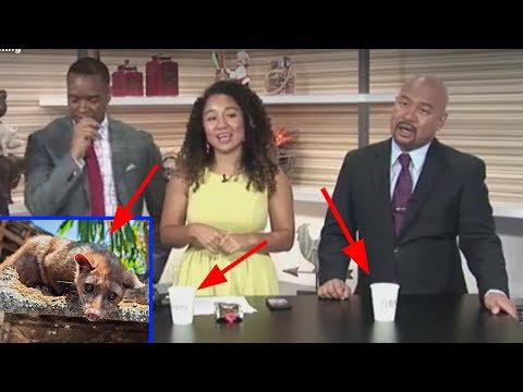 News 19 Anchor Unknowingly Drinks Civet Cat Coffee!...