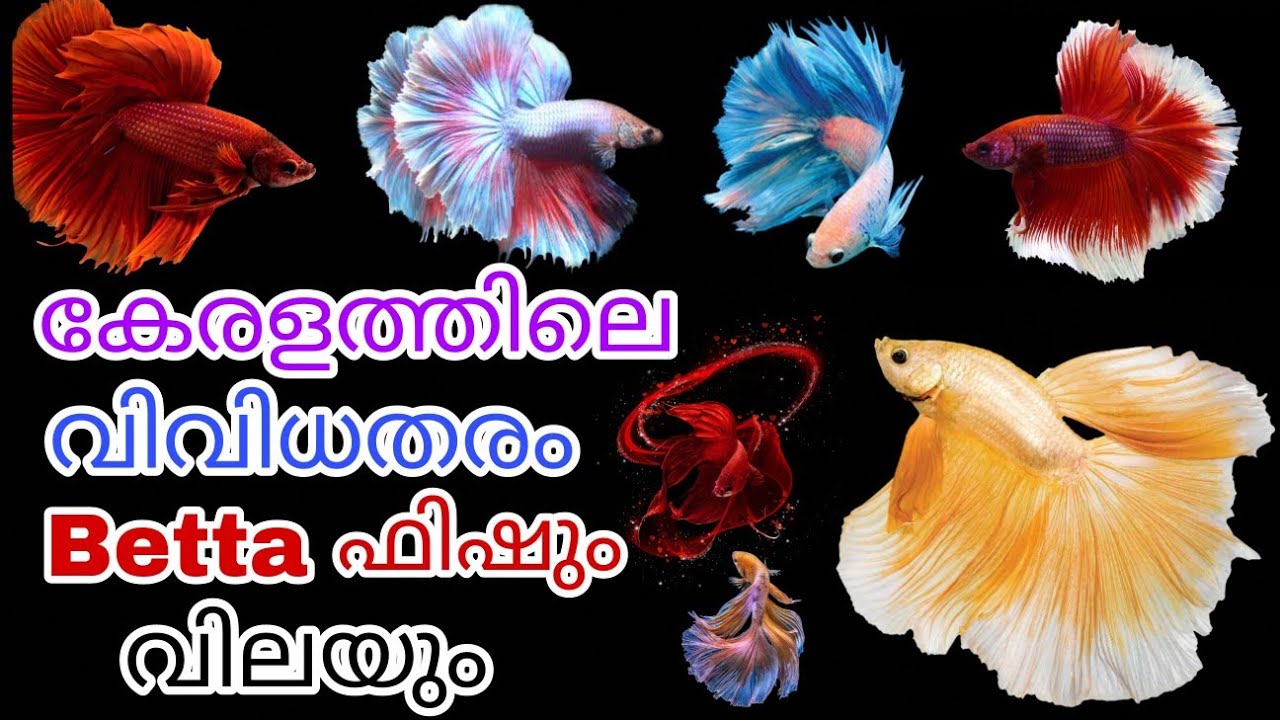 Watch video Betta fish price in kerala malayalam | Betta fish price in 2023 Kerala Now Betta fish price in kerala malayalam | Betta fish price in 2023 Kerala
