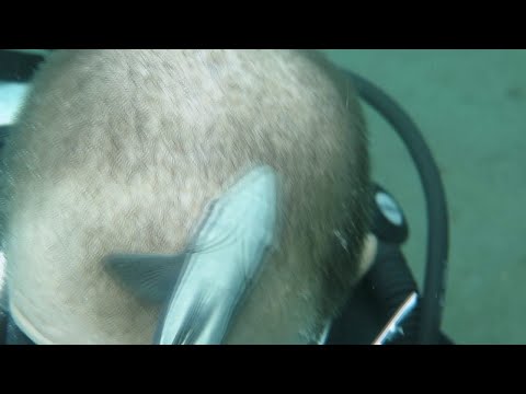 Remora Fish Cleaning the Head of a Diver || ViralHog