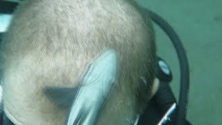 faze tari pestele il curata in cap