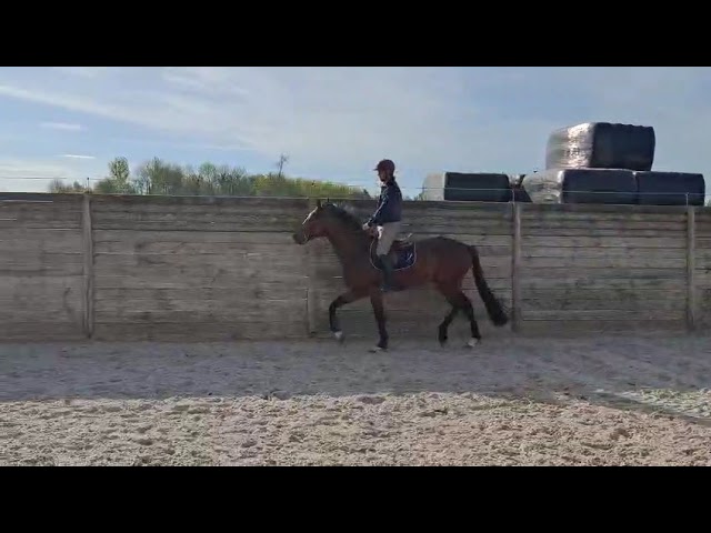Riding movie at home Don’t Worry be Happy RVL Z (Don’t Touch Tiji Hero x Numero Uno).