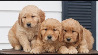 Video preview image #1 Golden Retriever Puppy For Sale in COATESVILLE, PA, USA