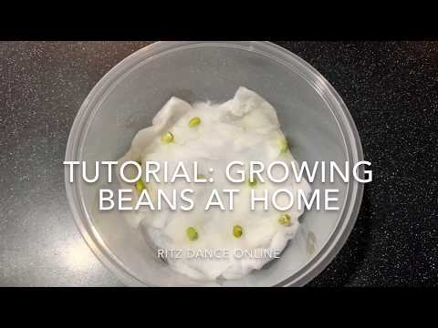 Tutorial: How to Grow Green / Mung Beans At Home