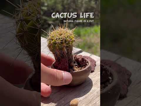 屋外のサボテン園を段階的に作るにはどうすればよいですか？そして、鍋に1つ？  庭園