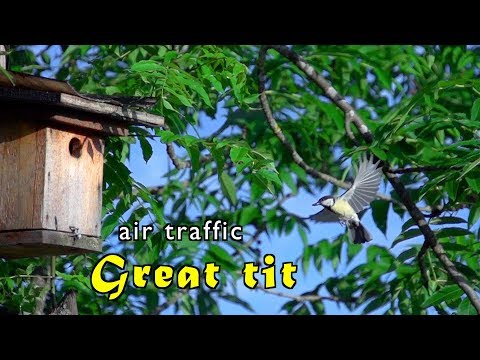 Great tit, Parus major, air traffic nest box (normal & slow motion)