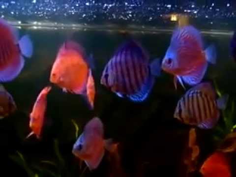 King discus aquarium 7