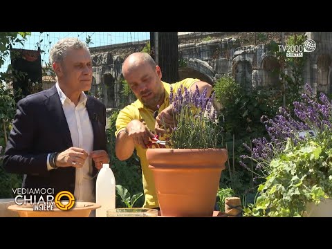 Vediamoci Chiaro insieme, 17 giugno 2022 - Lavanda, i segreti per prendersene cura