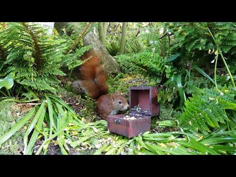 Eichhörnchen vs Ratte / Squirrel vs Rat