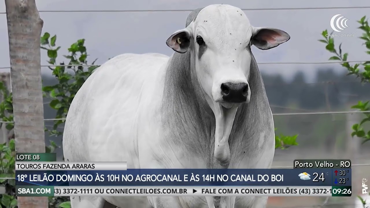 Fazenda Araras oferta touros selecionados neste domingo no Canal do Boi e AgroCanal