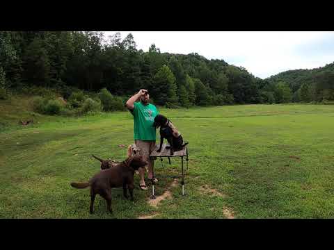 Dog vest review. Momarsh Versa Vest, Cabela's, and Banded.