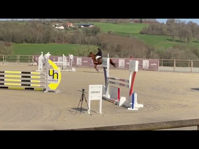 Ruin Selle Fran&ccedil;ais Te koop 2020 Vos