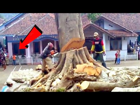 Extremely Dangerous Tree Cutting Fails With Chainsaw ! Idiots Tree Falling Skills Compilation