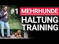 🐕🐶 Mehrhundehaltung ➡️ Training für ruhiges Zusammenleben! ➡️ Praxisvideo #1 🐕🐶✔️