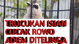 Download lagu Trucukan isian Cucak Rowo Hasil Masteran Alam Liar mp3 Download lagu Trucukan isian Cucak Rowo Hasil Masteran Alam Liar mp3