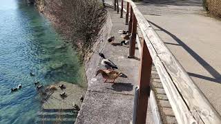 Beautiful amazing places arround the city of Fussen...holiday for ever ✌️