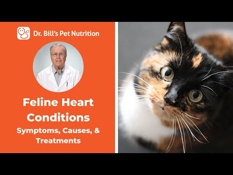 Feline Heart Conditions | Symptoms & Causes | Dr. Bill's Pet Nutrition