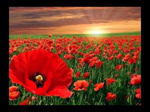 Muhriddin Xoliqov qizgʻaldogʻim