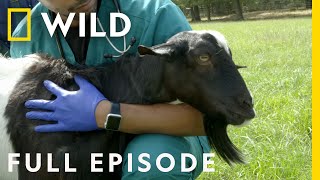Fainting Goats and Little Bunnies (Full Episode) | Critter Fixers