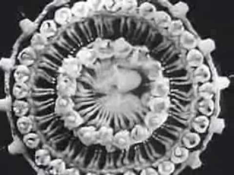 Lou Gold And His Orchestra - I'm Losing You - 1928