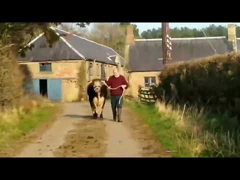 ONLINE LONGHORN SALE - Fishwick Urceolina - Lot 118