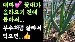 텃밧, 대파