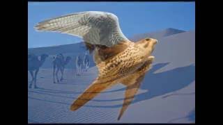 Barbara Dickson - Caravan