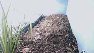 ダルマガエル観察ライブ20251001