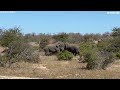 Epic Elephant Fight Crushes Nearby Trees Dogtooth Media