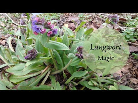 , title : 'The Magic of Lungwort'