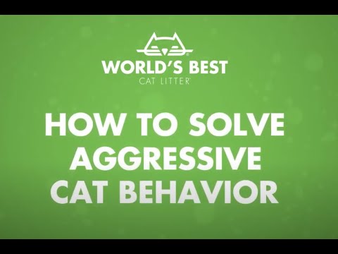 How to Solve Aggressive Cat Behavior