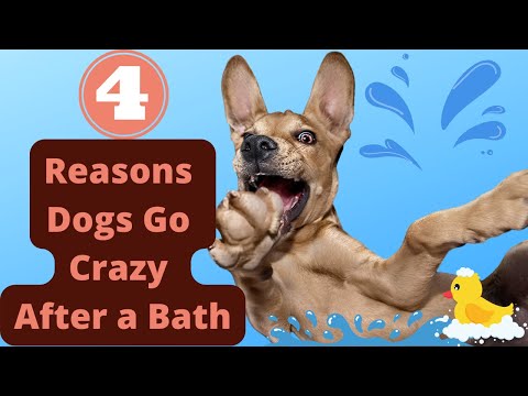 YouTube video about: Why does my dog go crazy after a walk?