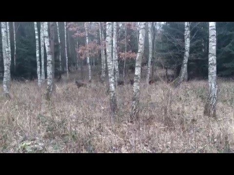 Polowanie na dziki Boar Hunting