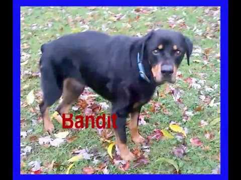 Bandit~ Adopted, an adopted Rottweiler in Livonia, MI_image-1