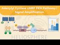 2 CAMP PKA Pathway Adenylyl Cyclase Signal Amplification GPCR Cell Signalling
