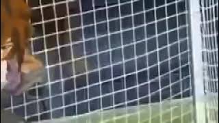 ابطال الكره الحلقه 17 كامله hd