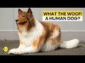 A Japanese man spends 2 Million Yen to become a dog | WION Originals