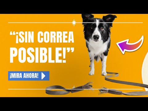 El Secreto para Pasear A Tu Perro Sin Correa ¡Que Nadie Te Cuenta!